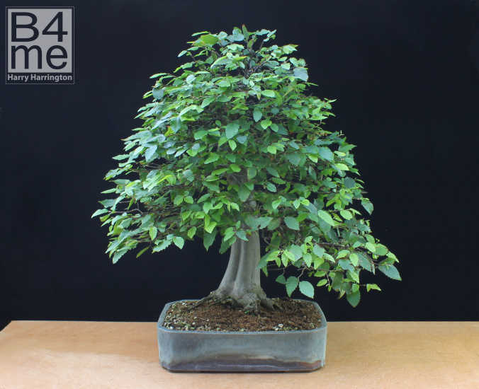 hornbeam bonsai